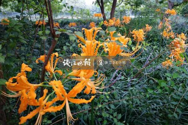 暖雪打龟家家主需要注意什么